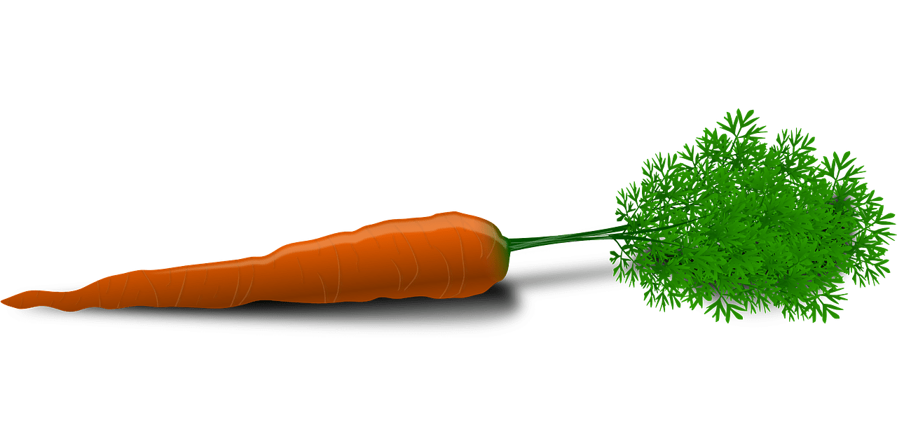 Carotte pour maigrir - Maxiburner