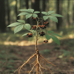 Ginseng Sibérien