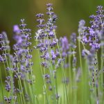 être zen - Maxiburner.com